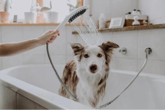 Душевая лейка Hansgrohe DogShower 26640700 для собак