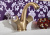 Смеситель для раковины Fiore Venere Sky Swarovski® 13ZZ0623, бронза Смеситель для раковины Fiore Venere Sky Swarovski® 13ZZ0623, бронза