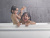 Душевая лейка Grohe Rainshower Icon 27446000 Душевая лейка Grohe Rainshower Icon 27446000