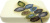 Мыльница Croscill Mosaic Leaves 6A0-004O0-0086/990