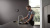 Смеситель для кухни Hansgrohe Aquno Select M81 73837000 хром Смеситель для кухни Hansgrohe Aquno Select M81 73837000 хром